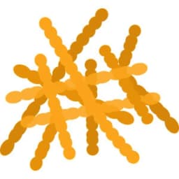 Lactobacillus Fermentum